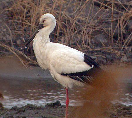 Glaucous-winged Gull