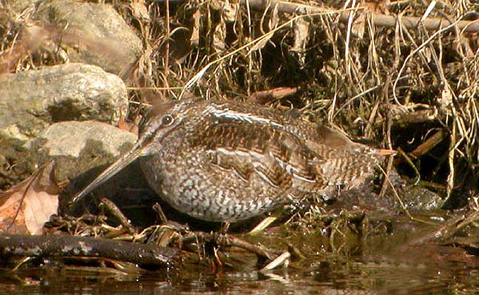 Solitary Snipe