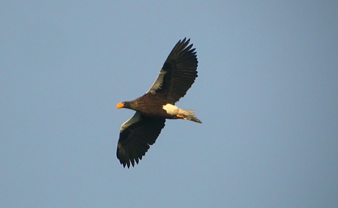 Steller's Sea Eagle
