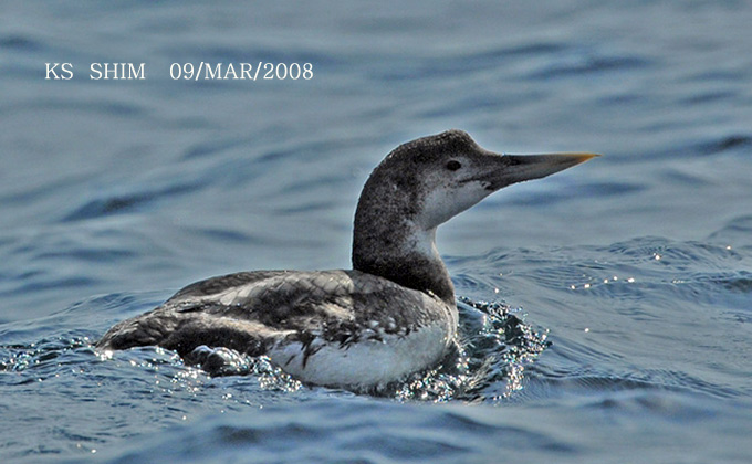Yellow-billed Loon