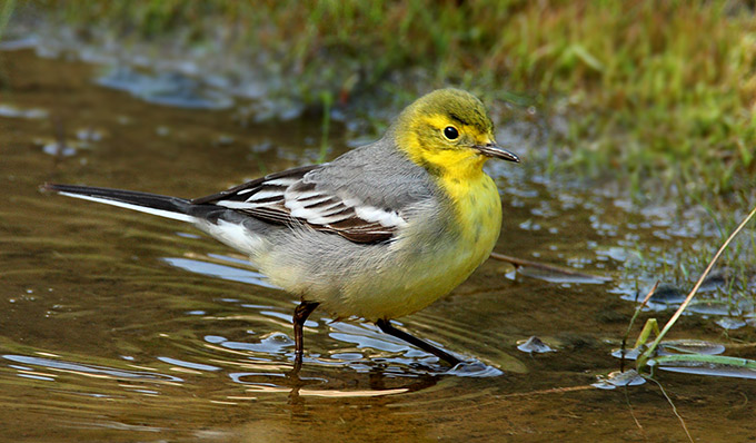Citrine Wagtail
