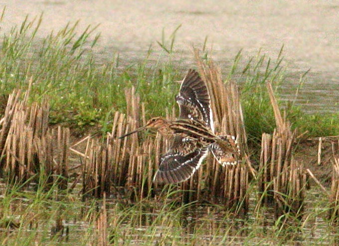 Common Snipe