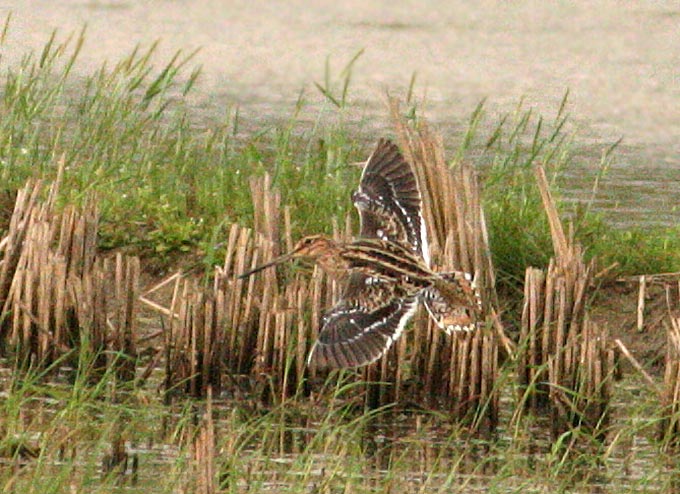 Common Snipe Hunting Tips