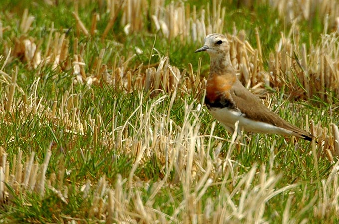 Oriental Plover