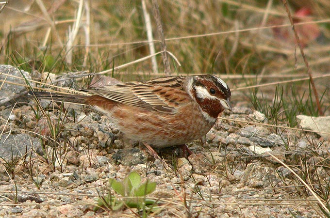 Pine Bunting