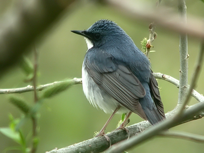 Blue Robin