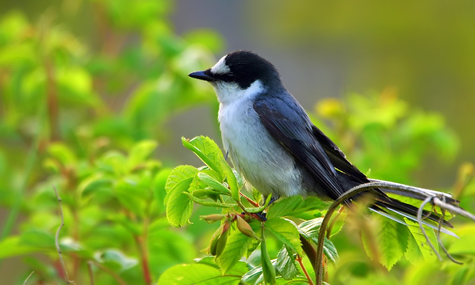 Ashy Minivet