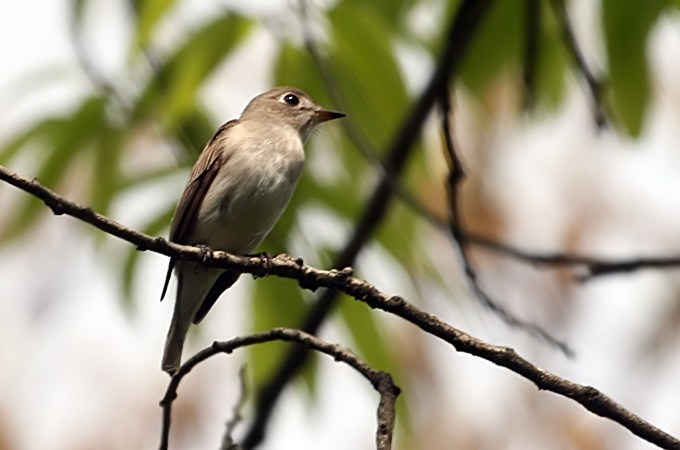 Asian Brown Flycatcher