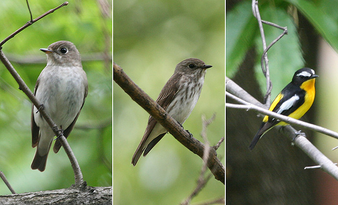 Asian Brown, Grey-streaked and Yellow-rumped Flycatcher