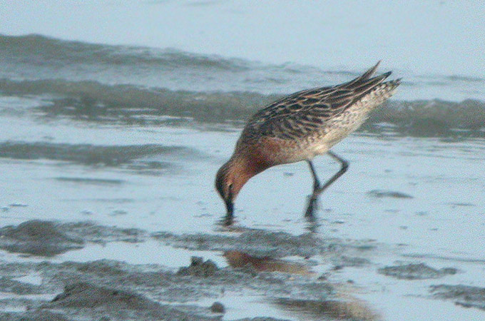 Asian Dowitcher