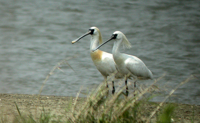 Black-faced Spoonbill