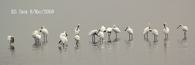 Black-faced Spoonbill