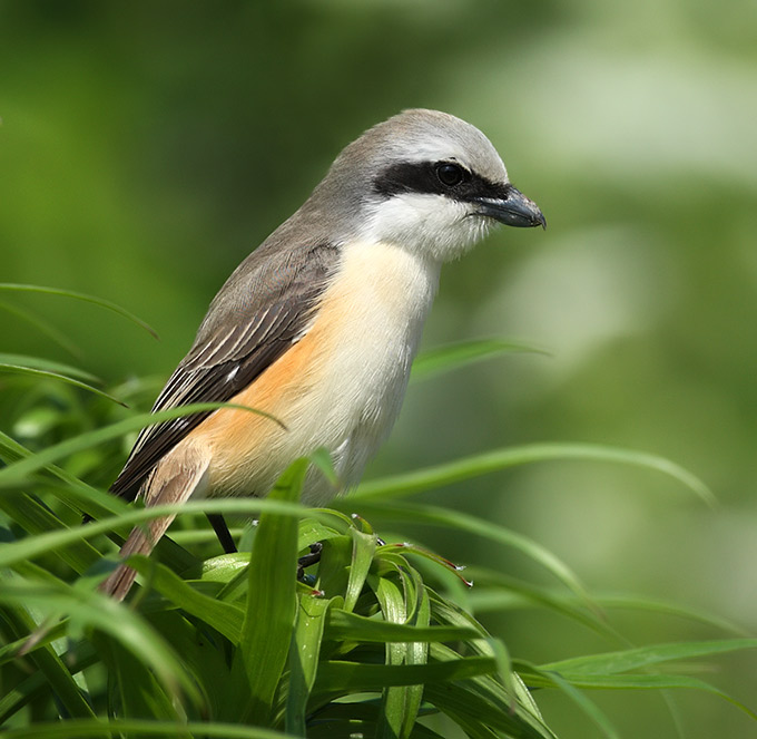 Brown Shrike
