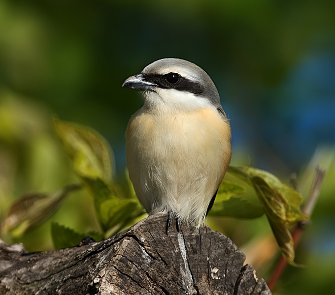 Brown Shrike