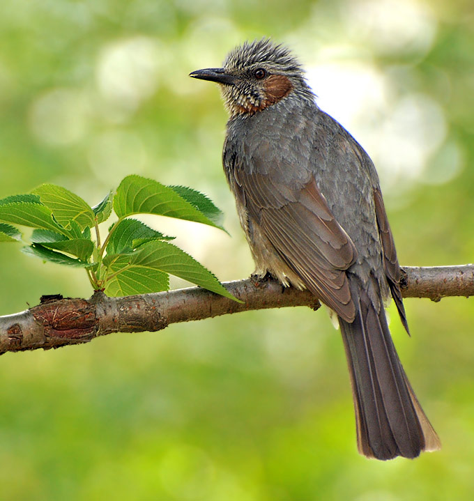 Brown-eared Bulbul