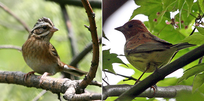 Tristram's Bunting and Chestnut Bunting
