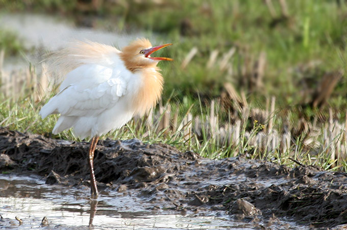 Cattle Egret