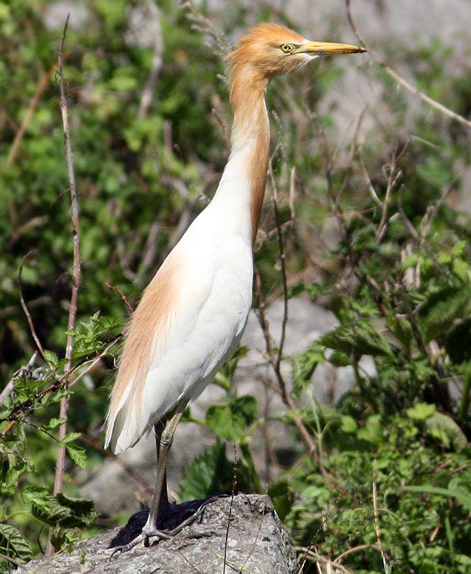 Cattle Egret