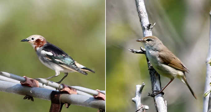Chestnut-cheeked Starling and Korean Bush Warbler