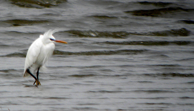 Chinese Egret