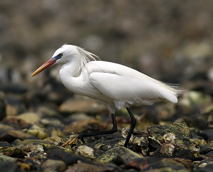 Chinese Egret