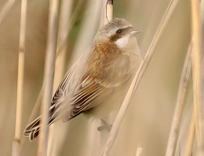 Chinese Penduline Tit