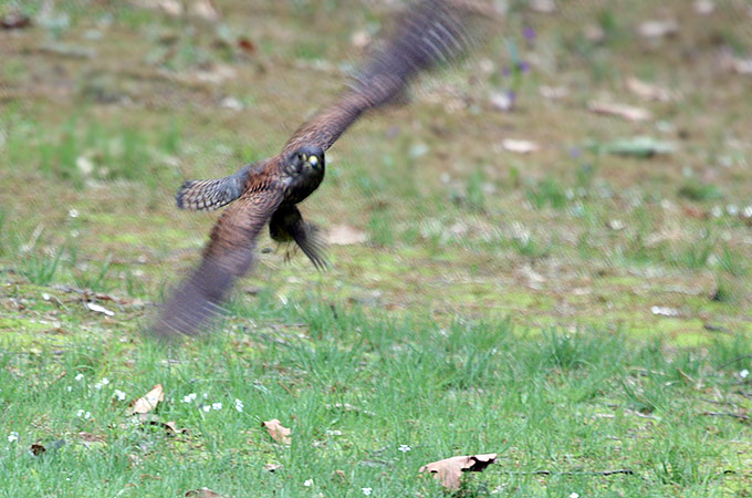 Common Kestrel