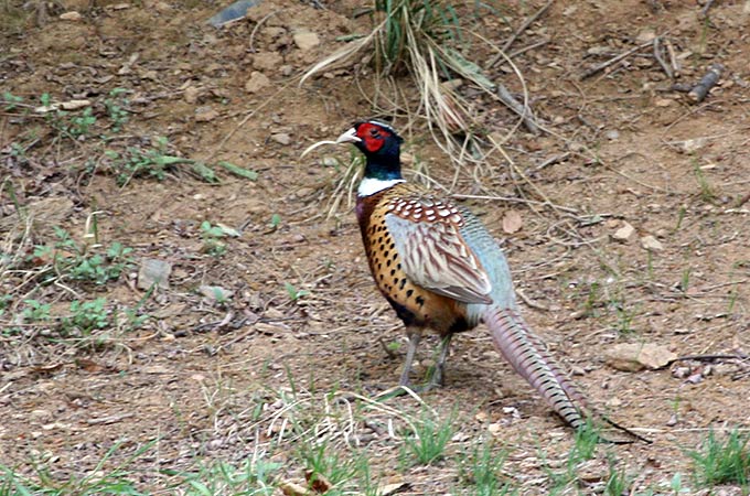Common Pheasant