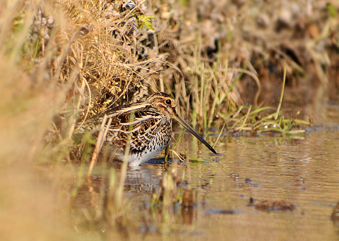 Common Snipe
