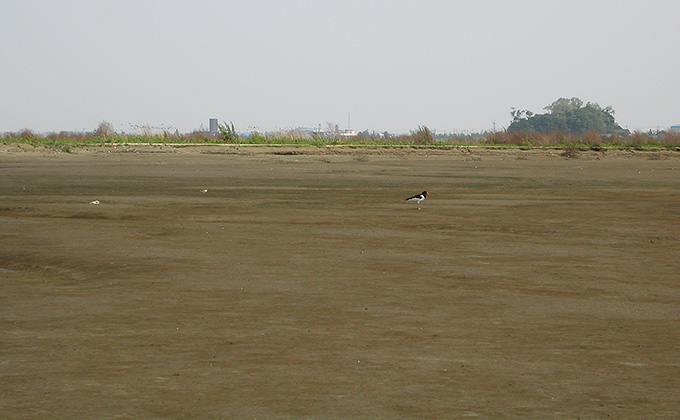 Eastern Oystercatcher
