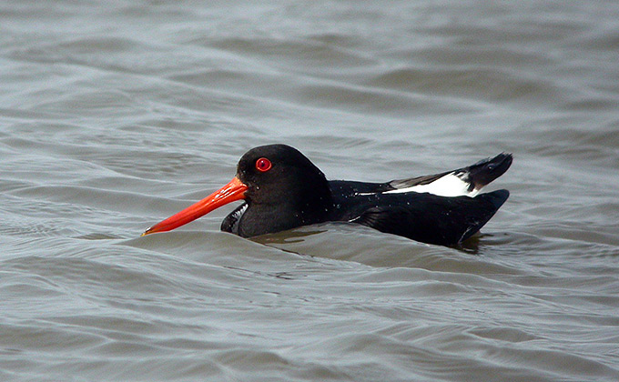 Eastern Oystercatcher