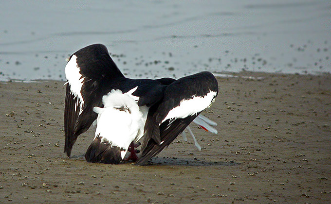 Eastern Oystercatcher