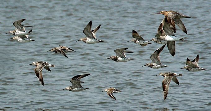 Great Knot and Bar-tailed Godwit plus Dunlin
