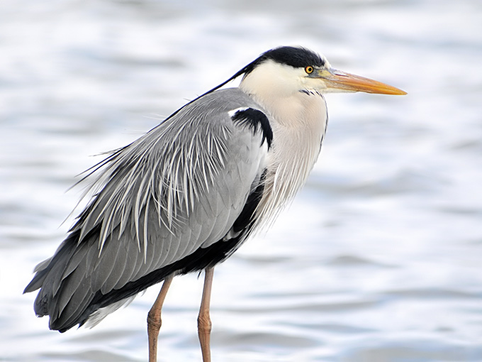 Grey Heron