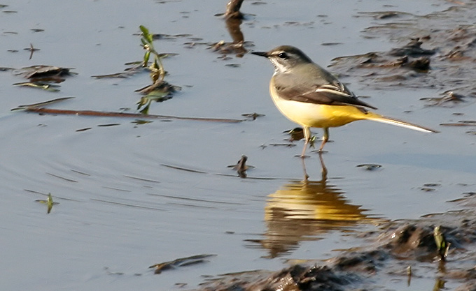 Grey Wagtail