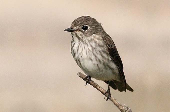 Grey-streaked-Flycatcher