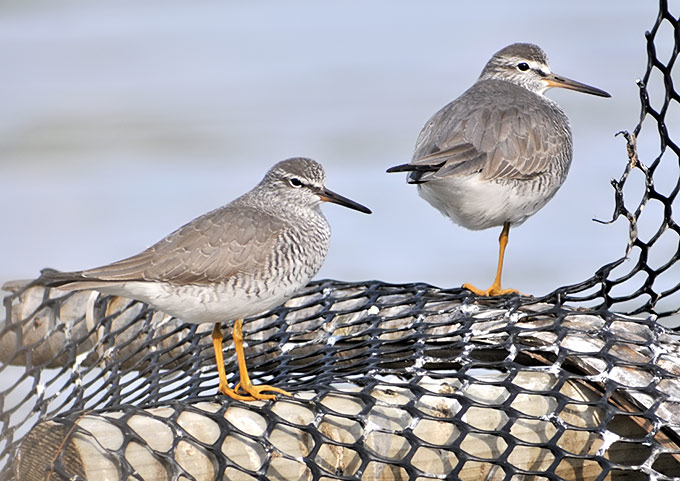 Grey-tailed Tattler