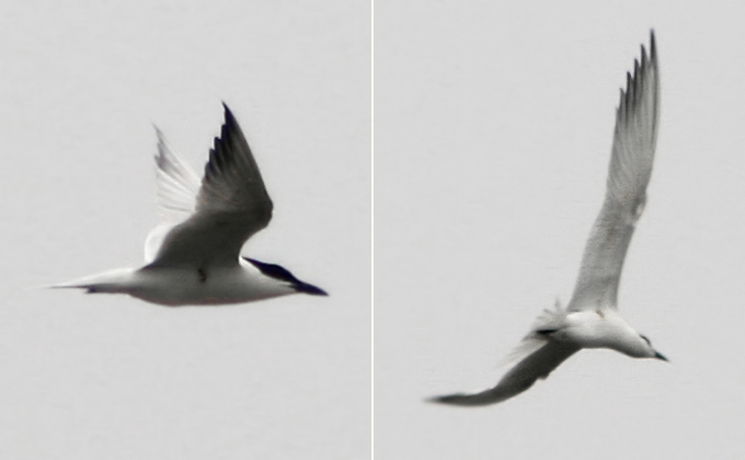 Gull-billed Tern