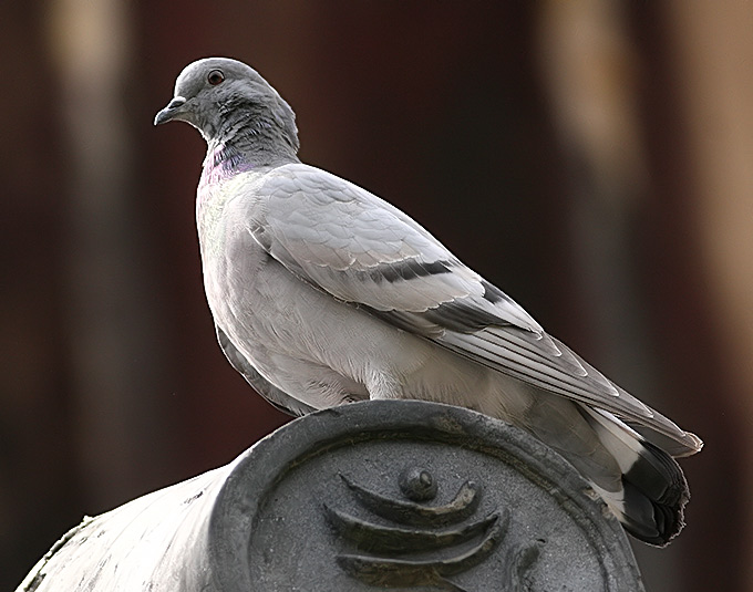 Hill Pigeon