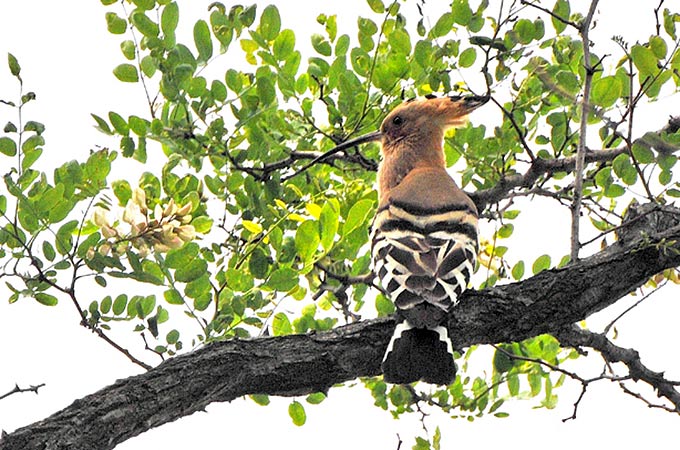 Eurasian Hoopoe