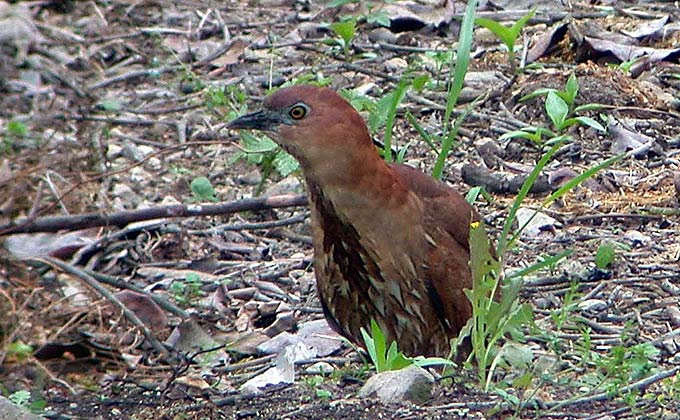 Japanese Night Heron