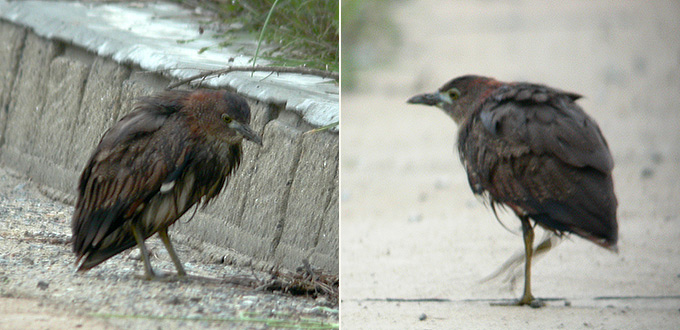 Presumed Japanese Night Heron