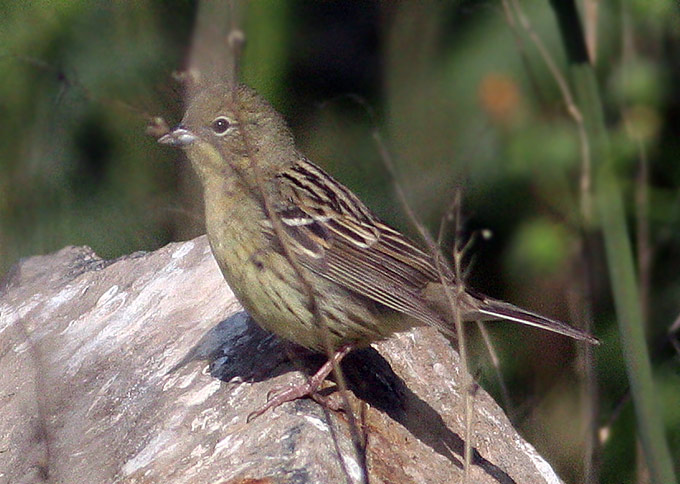 Japanese Yellow Bunting
