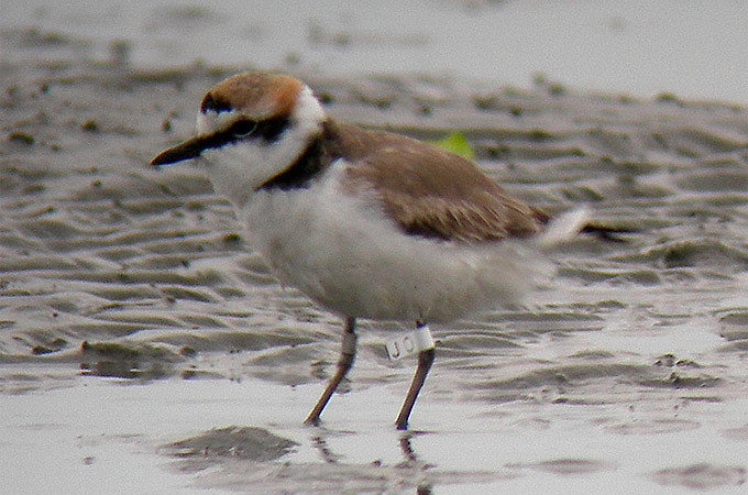 Kentish Plover