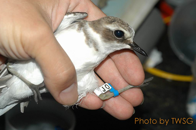 Kentish Plover