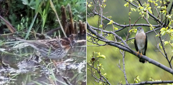 Little Bunting and Chinese Sparrowhawk