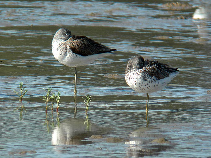Common Greenshank and Nordmann's Greenshank