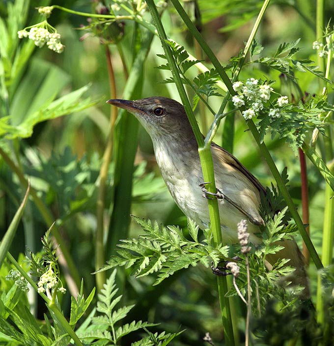 Oriental Reed Warbler