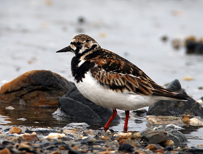 Ruddy Turnstone