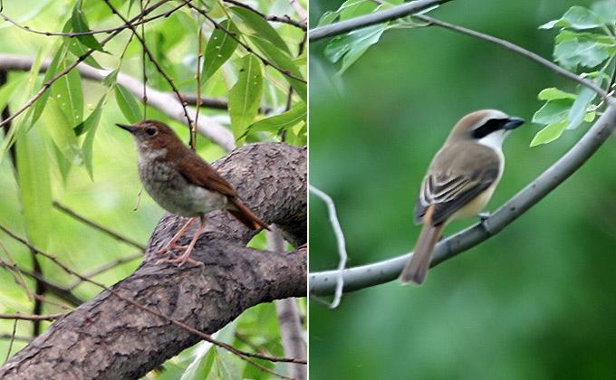 Rufous-tailed Robin and Brown Shrike